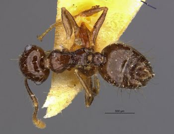 Media type: image;   Entomology 20819 Aspect: habitus dorsal view